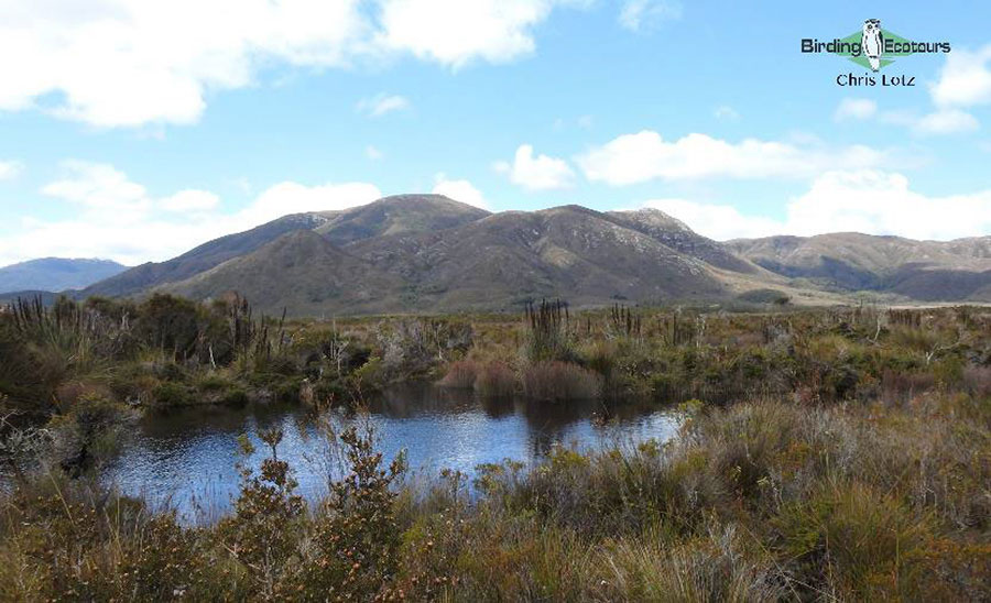 Tasmania birding report