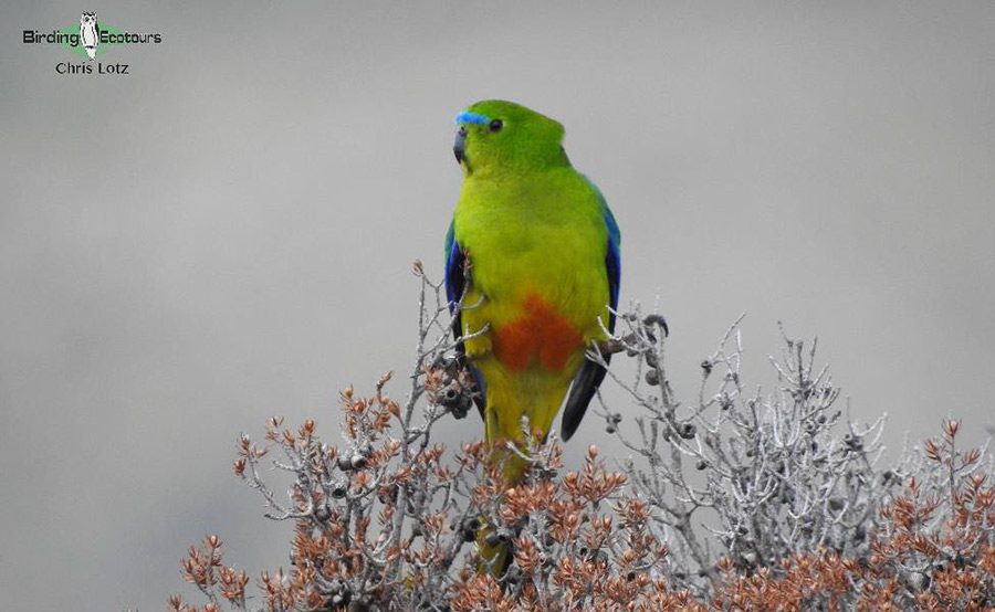 Tasmania birding report