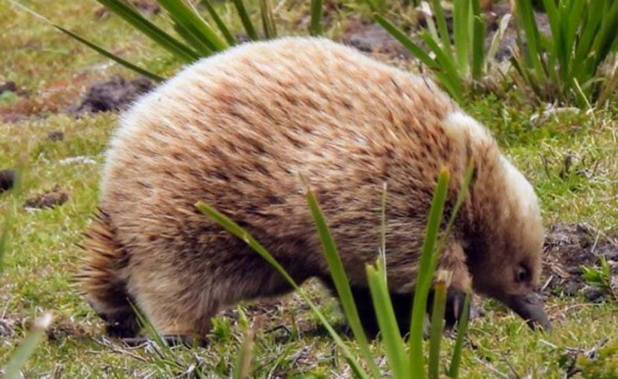 Tasmania birding report