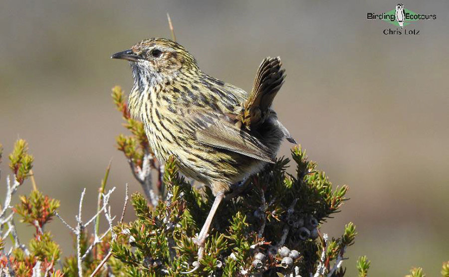 Tasmania birding report