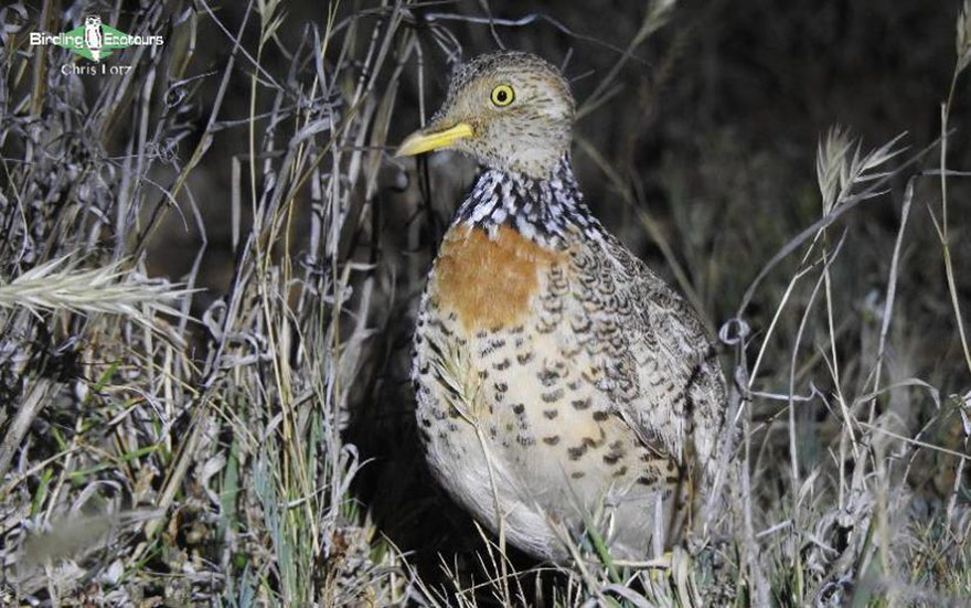 eastern australia report