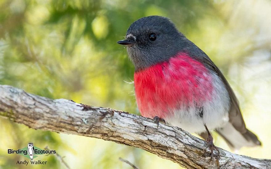 eastern australia report