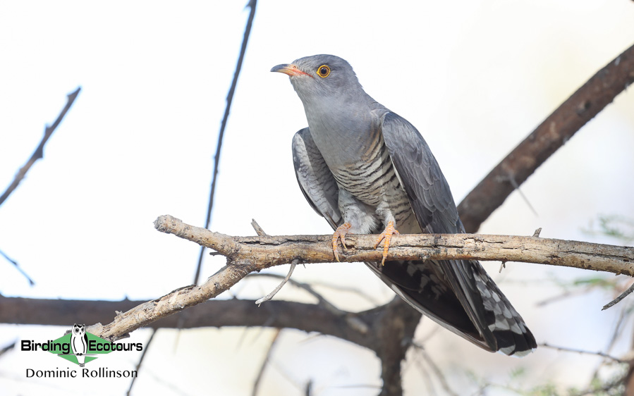 Complete Namibia birding report