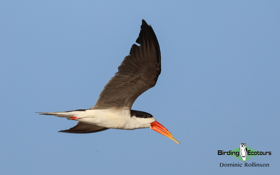 Complete Namibia birding report