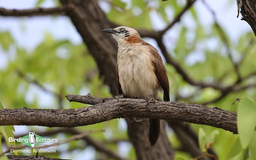 Complete Namibia birding report