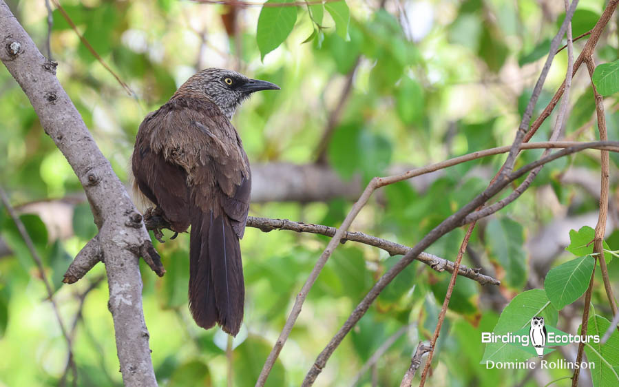 Complete Namibia birding report