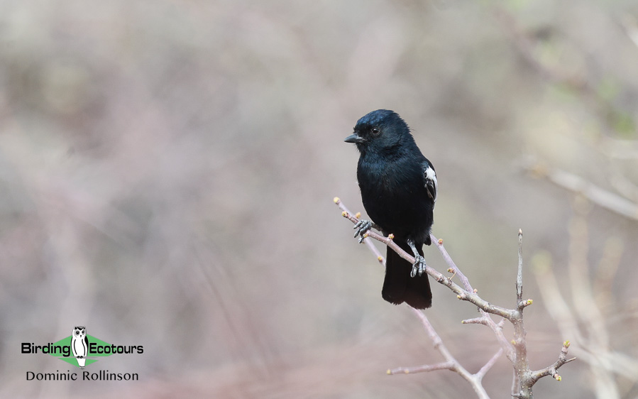 Complete Namibia birding report