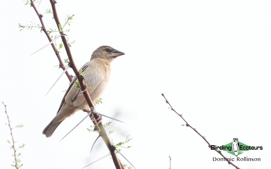 Complete Namibia birding report