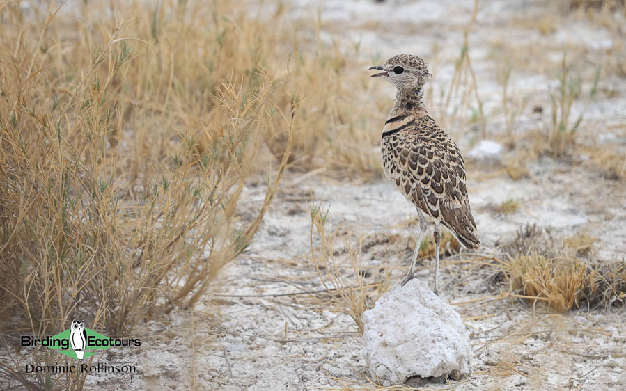 Complete Namibia birding report