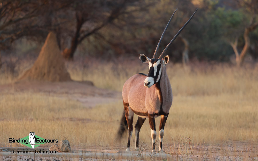 Complete Namibia birding report