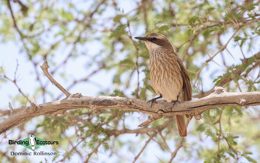 Complete Namibia birding report