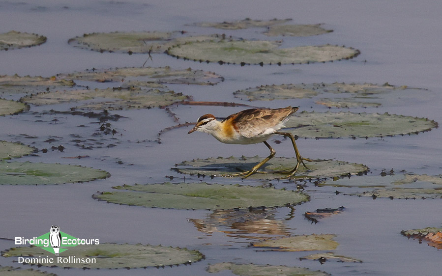 Complete Namibia birding report