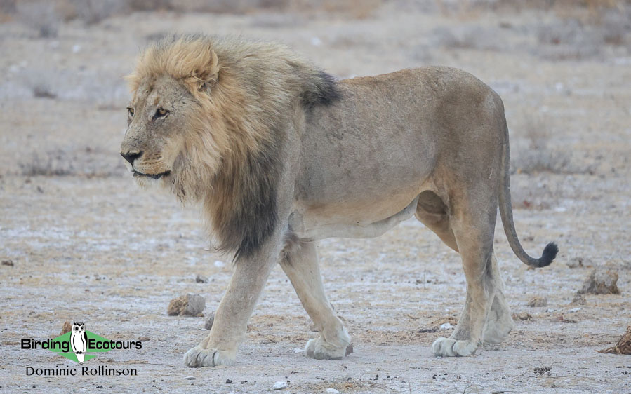 Complete Namibia birding report