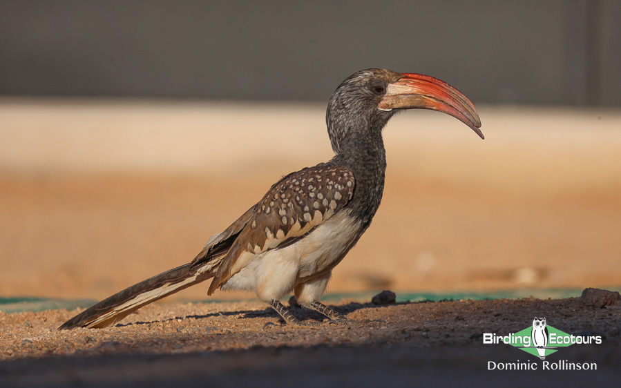 Complete Namibia birding report