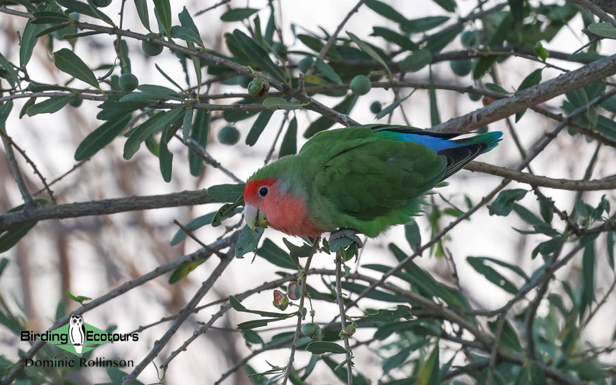 Complete Namibia birding report