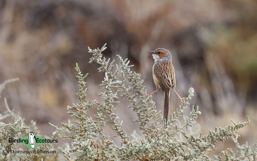 Complete Namibia birding report
