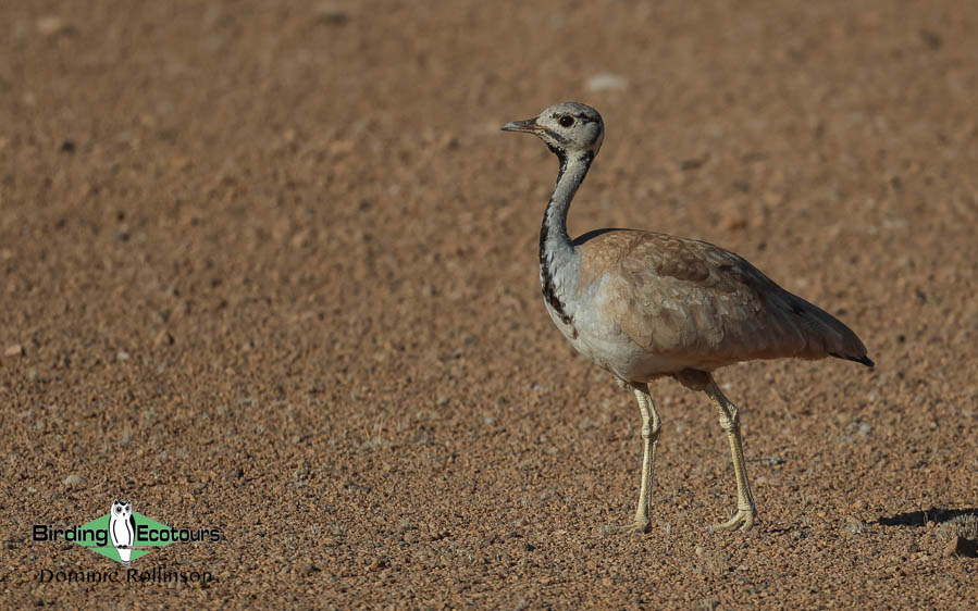 Complete Namibia birding report