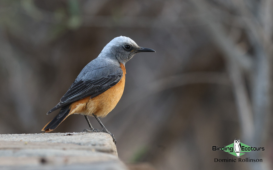 Complete Namibia birding report