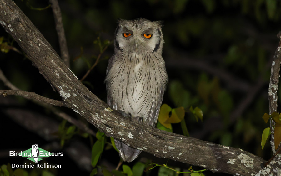 Complete Namibia birding report