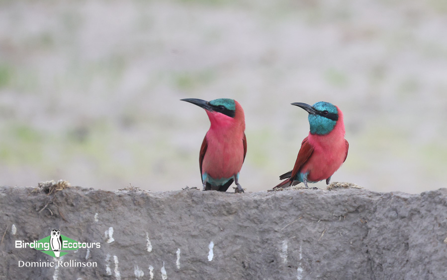 Complete Namibia birding report