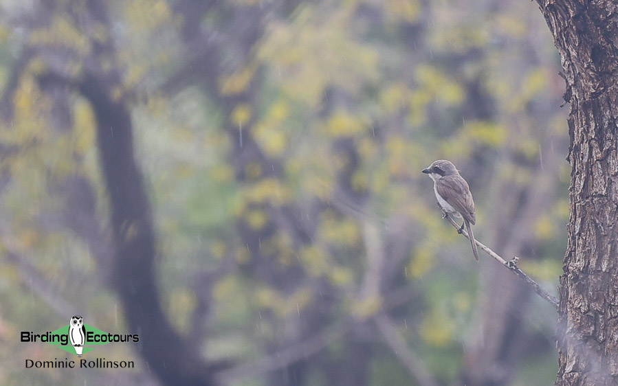 Complete Namibia birding report