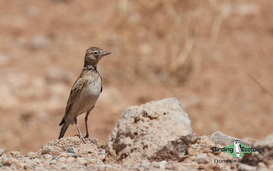 Complete Namibia birding report