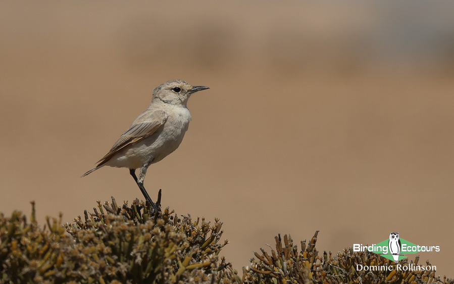 Complete Namibia birding report