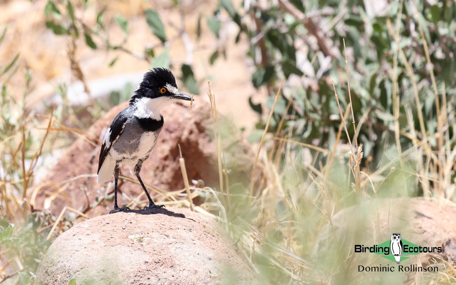 Complete Namibia birding report