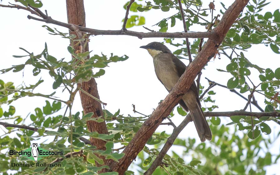 Complete Namibia birding report