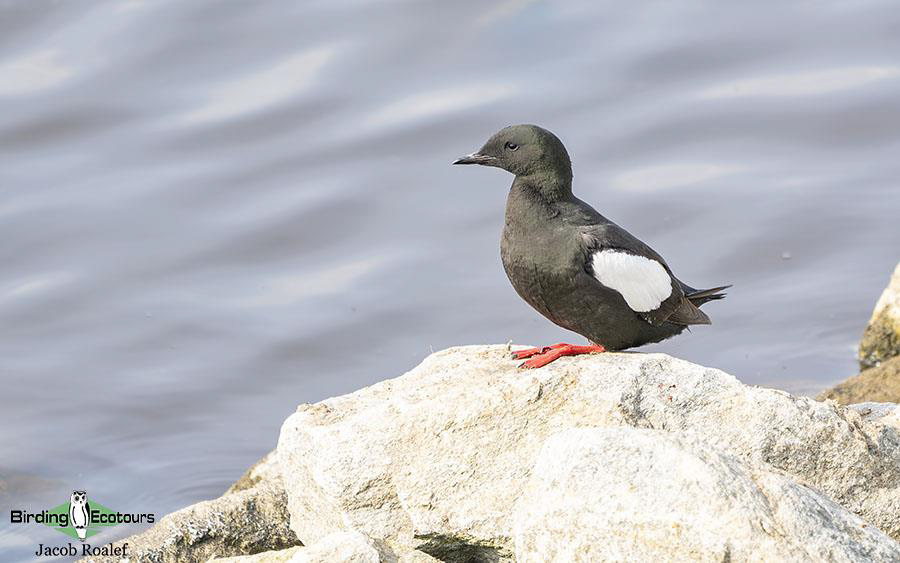 Alaska birding tours