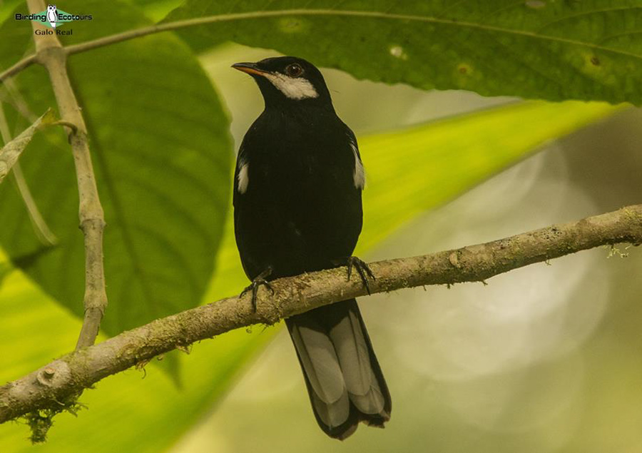 Northern Ecuador bird tour