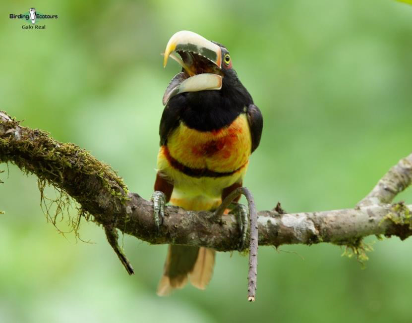 Southern Ecuador bird tour