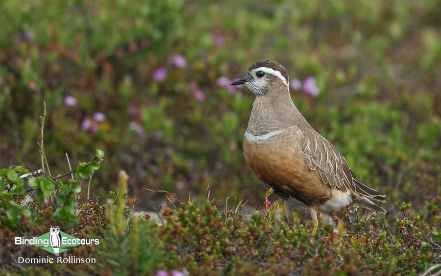 Finland and Norway birding tours