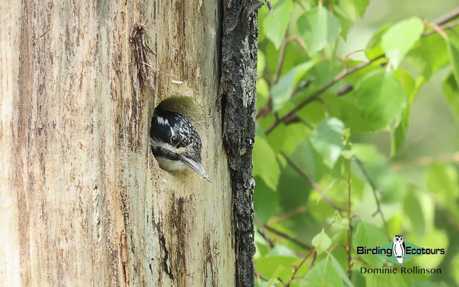 Finland and Norway birding tours