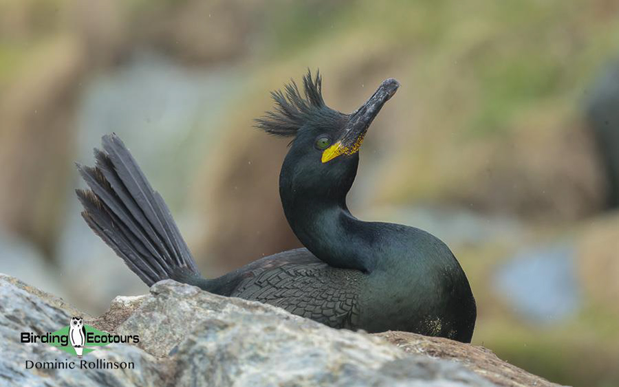 Finland and Norway birding tours