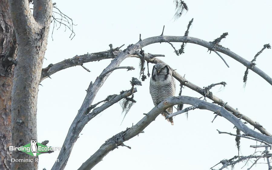 Finland and Norway birding tours