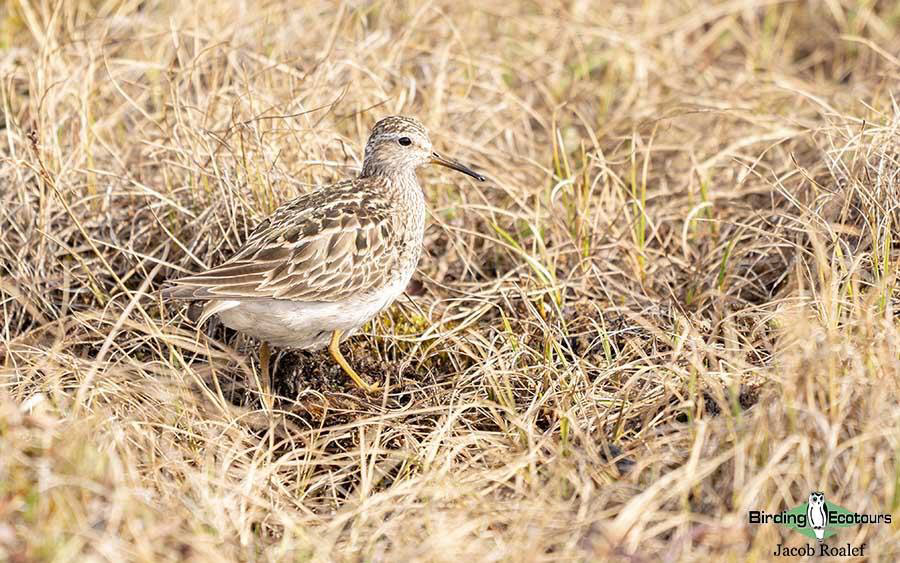 Alaska birding tours