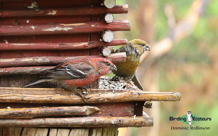 Finland and Norway birding tours