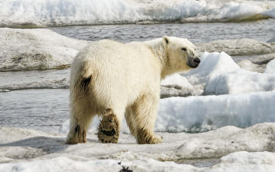 Alaska birding tours