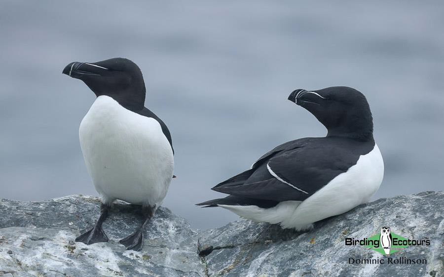 Finland and Norway birding tours