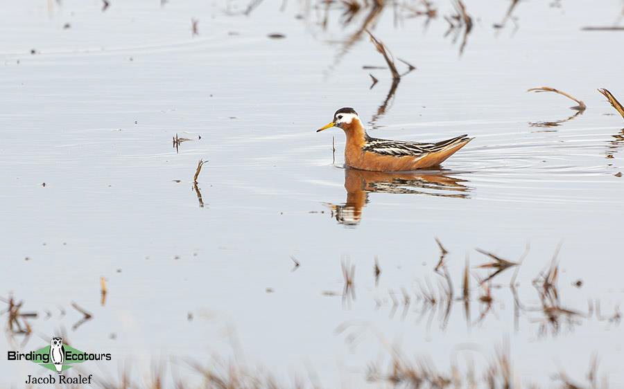 Alaska birding tours