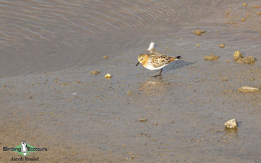 Alaska birding tours