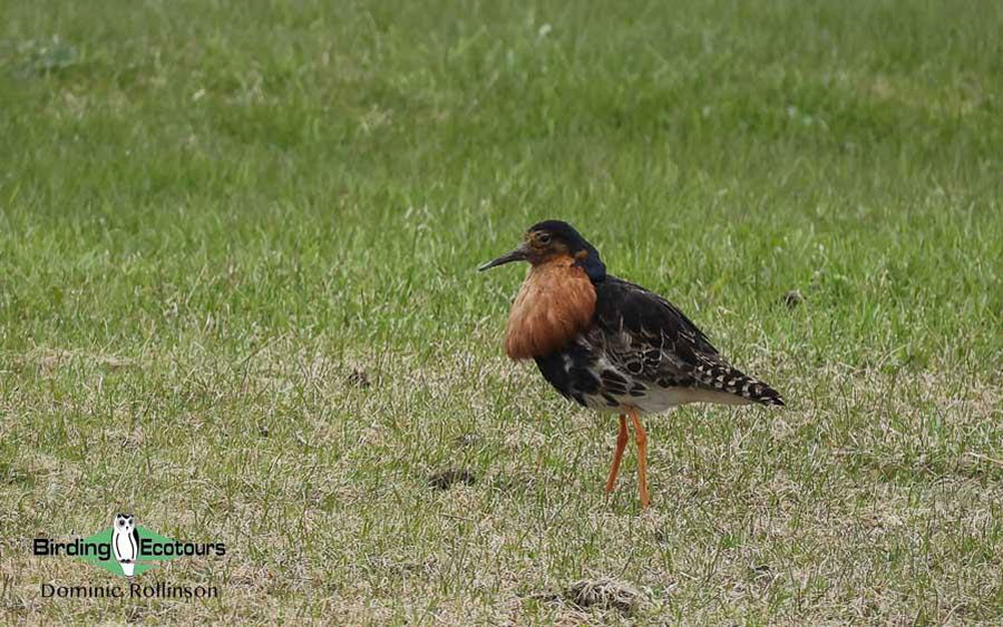 Lekking male Ruff of all varieties were widespread in Finland and Norway.