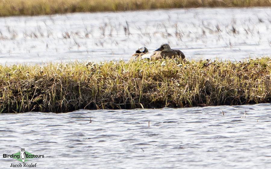 Alaska birding tours