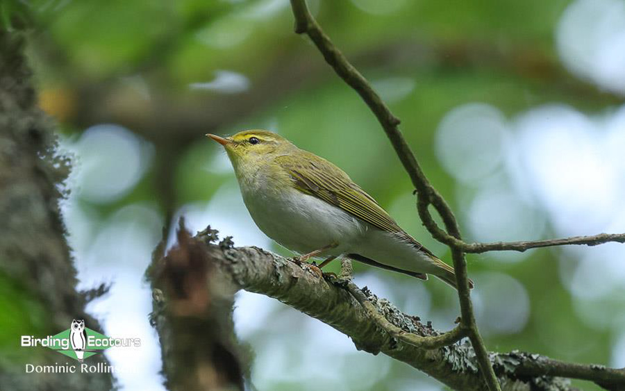 Finland and Norway birding tours