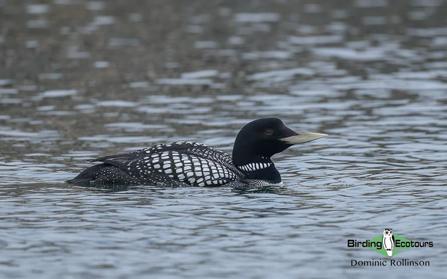 Finland and Norway birding tours