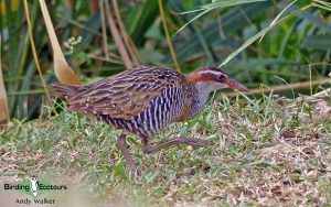 Vanuatu birding tours