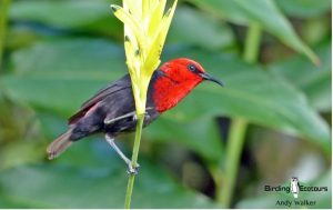 Vanuatu birding tours