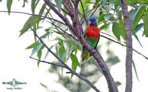 Vanuatu birding tours