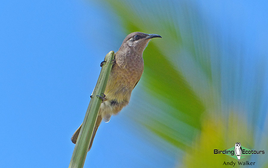 Vanuatu birding tours